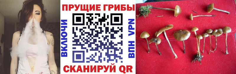 купить наркоту  Яхрома  мега ONION  Галлюциногенные грибы мицелий 